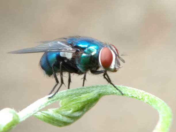 istock Close up of green bottle fly 1306444357