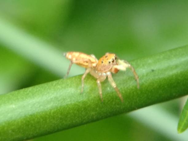 istock Close up of Cosmophasis or jumping spider 1306445142
