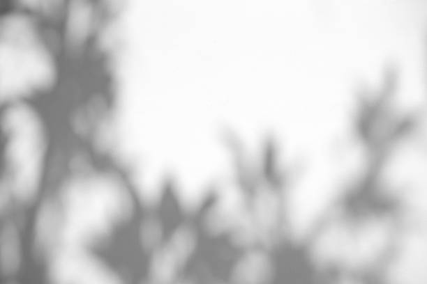 istock Leaves natural shadow overlay on white texture background, for overlay on product presentation, backdrop and mockup, summer seasonal concept 1306445177