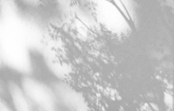 istock Leaves natural shadow overlay on white texture background, for overlay on product presentation, backdrop and mockup, summer seasonal concept 1306445181