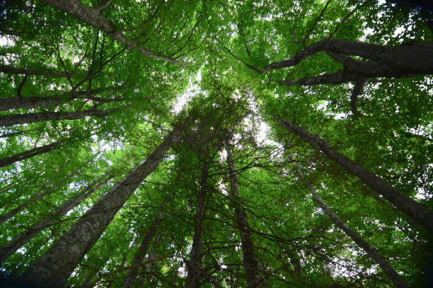 istock light penetrates from the tops of trees 1306445500