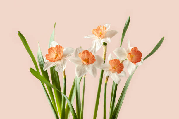 daffodils stock photo
