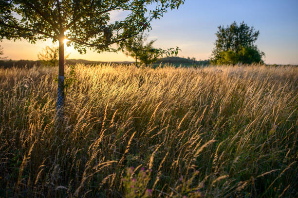 istock Summer landscape in sunset, sustainable meadow management, Germany, Brandenburg-State 1306445872