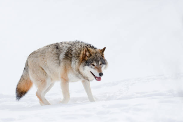 istock Canis Lupus walking on snow at nature park 1306447079
