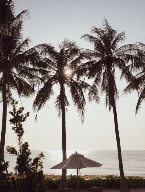 istock Morning sea view with coconut trees 1306449153