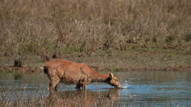 Sambar deer eating algae from a pond in a central forest in India in slow motion