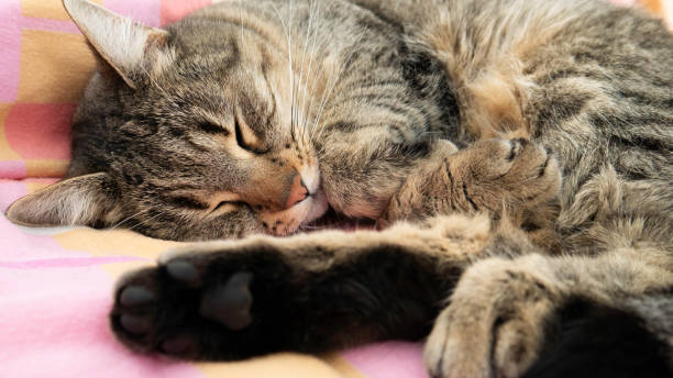 istock The striped cat sleeps on the bed. 1306449353