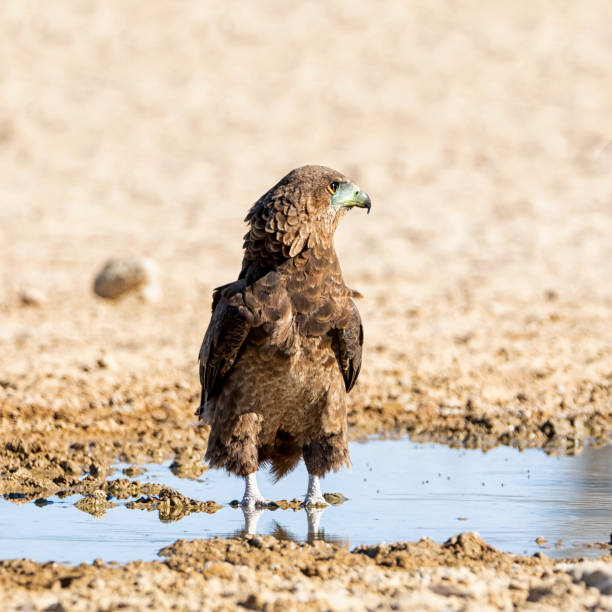 Immature Bateleur Eagle An Immateur Bateleur Eagle standing in a puddle of water for a drink in the Kgalagadi, Southern Africa bateleur eagle terathopius ecaudatus portrait stock pictures, royalty-free photos & images