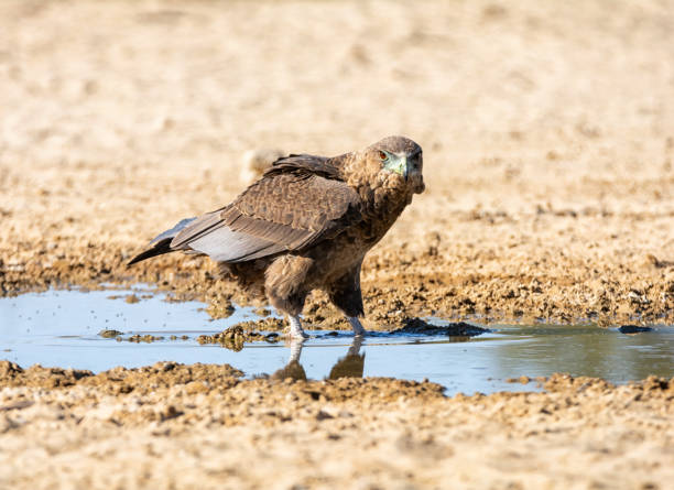 Immature Bateleur Eagle An Immateur Bateleur Eagle standing in a puddle of water for a drink in the Kgalagadi, Southern Africa bateleur eagle terathopius ecaudatus portrait stock pictures, royalty-free photos & images