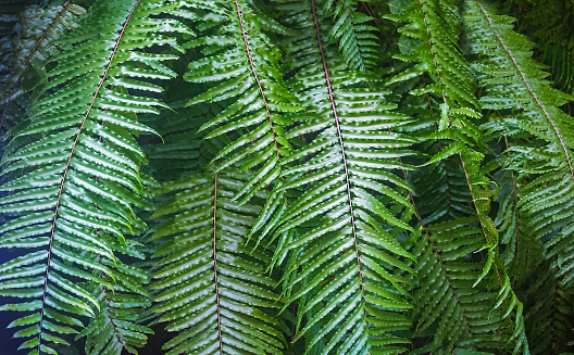 The silvery underside of a New Zealand silver fern frond on a moss background.