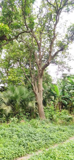 istock Mango Trees Farm House in Village 1306450873