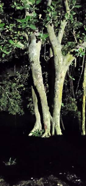 istock Night view of water lake side trees 1306450941
