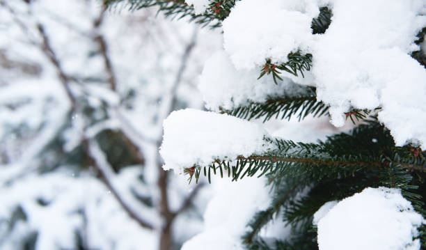 istock Christmas banner with spruce tree in snow and blurry background with space for text. Spruce branches are covered with soft white freshly fallen snow, beautiful winter nature in forest. 1306451675