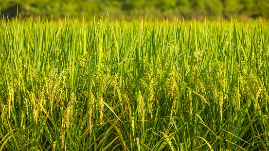 Ear of rice. Close-up to rice seeds in ear of paddy. Beautiful golden rice field and ear of rice.