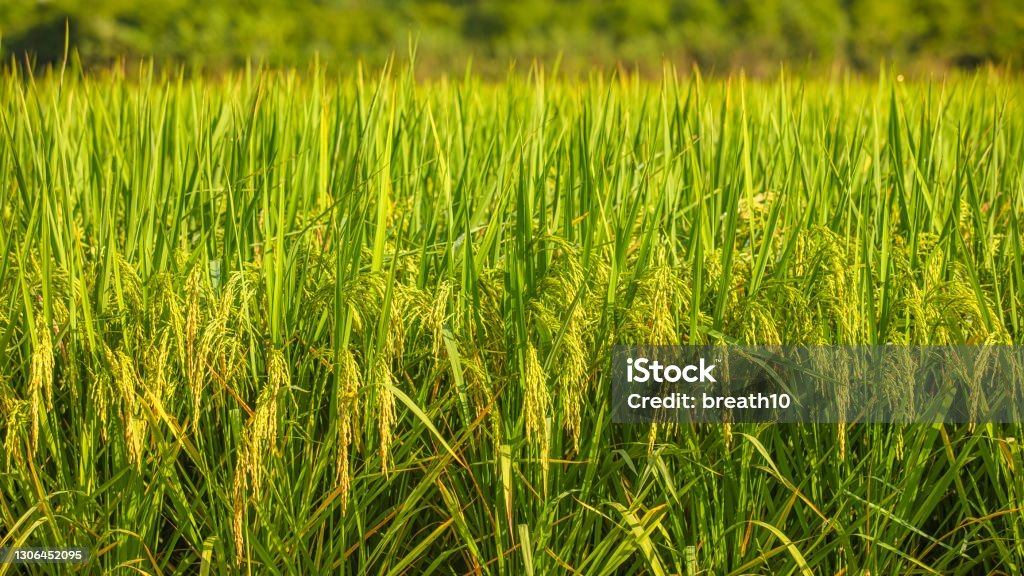 Close-up rice field background with blank space Rice Paddy Stock Photo