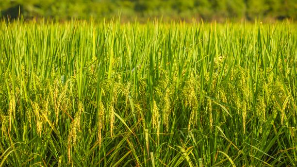 Close-up rice field background with blank space stock photo