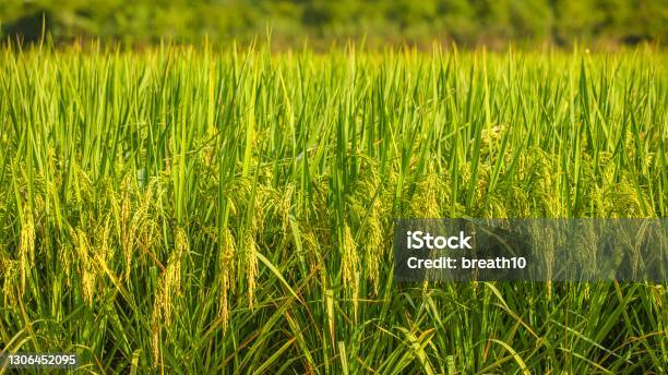 Closeup Rice Field Background With Blank Space Stock Photo - Download Image Now - Rice Paddy, China - East Asia, Low Angle View