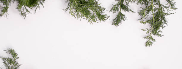 istock Banner of fresh green dill. on a white background. empty space 1306453350