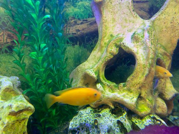 istock Goldfish in aquarium 1306453579