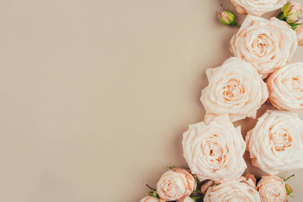 istock Spring background. Rose flowers on a beige background. 1306455006