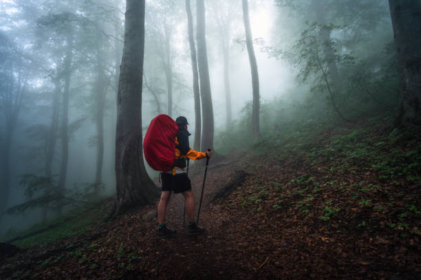 istock Hiker on the walk in the mysterious forest 1306456226