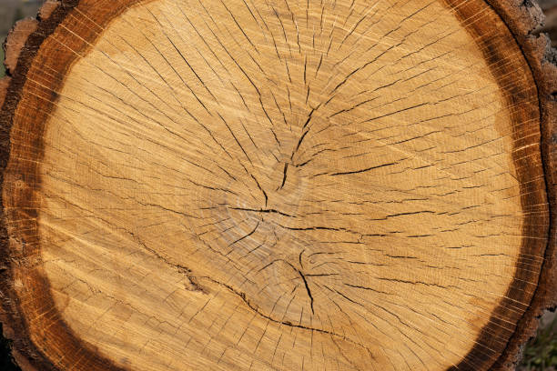 istock Tree trunk cross section of a sawed-off fruit tree in close-up 1306456746