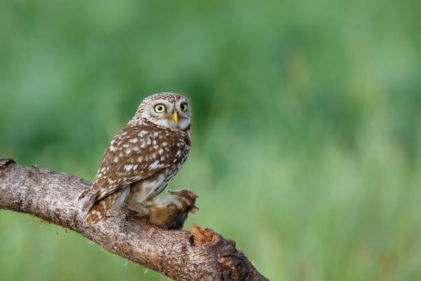 istock Little owl in the meadows 1306457733