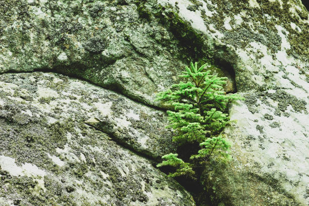 Spruce tree growing in rock. Green fir growth from stone, selective focus