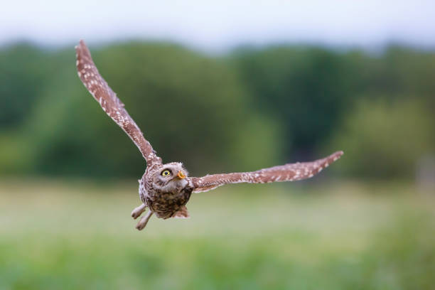 istock Little owl in the meadows 1306457759