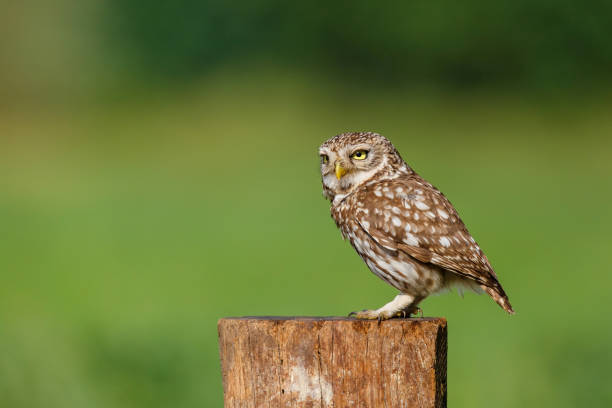 istock Little owl in the meadows 1306457762