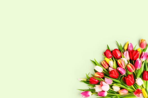 istock Floral spring frame with colorful beautiful tulip flowers 1306459093