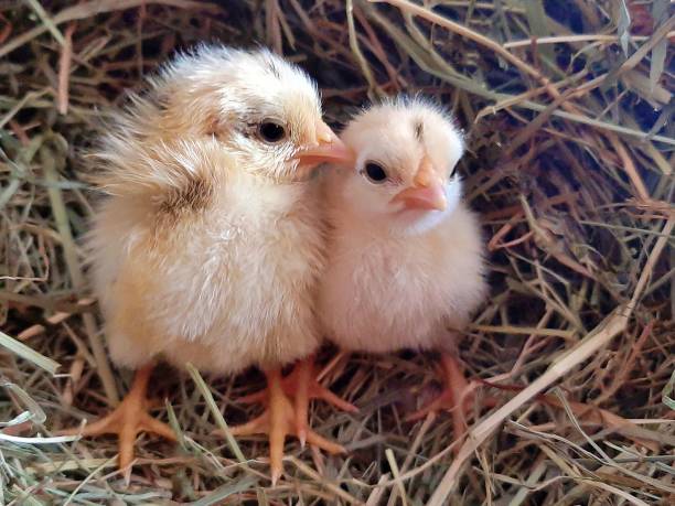 Little chicks Manual rearing from the incubator winter chicken coop stock pictures, royalty-free photos & images