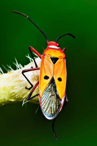 istock Red cotton steiner bug climbing hairy branch. 1306460128
