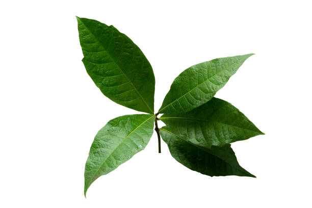 istock More beautiful exotic tropical leaves, isolated leaf background. 1306461031
