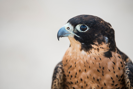 Doha,Qatar-12/10/2016: Arabian Falcon
