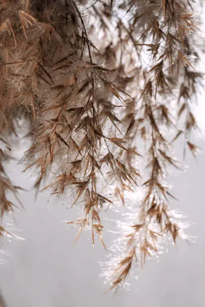 Close-up of the grass of dry reeds after the rain. Boils of water flow down the dryflower. Abstract background.