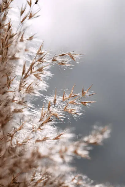 Close-up of the grass of dry reeds after the rain. Boils of water flow down the dryflower. Abstract background.