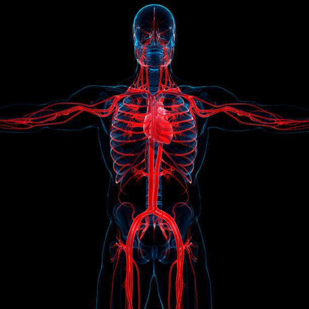istock Human Circulatory System Heart Anatomy 1306462054