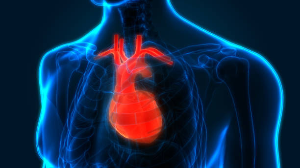 istock Human Circulatory System Heart Anatomy 1306462066