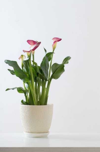 istock pink calla lily in flower pot on white background 1306462141