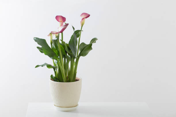 istock pink calla lily in flower pot on white background 1306462144