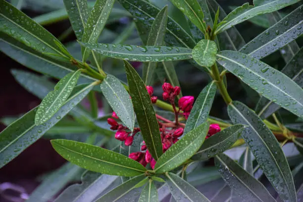 Stock photo of a oleander flower plant water drops on on the leaves in the rainy season at kolhapur city Maharashtra India. Beautiful oleander flower plants captured with selective focus.