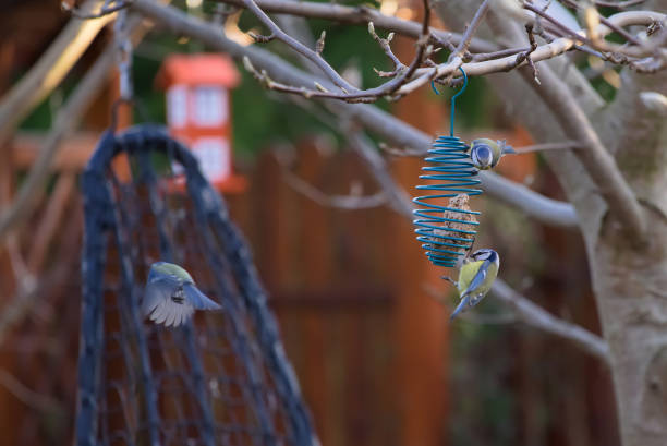 Tits eat from a feeder who hangs on a branch