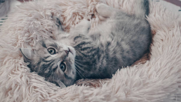 istock Cute Scottish cat, three month old kitten 1306463664