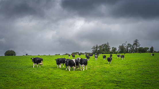 Herd of cows or cattle on fresh green field or pasture with dark, moody sky in background, County Tipperary, Ireland