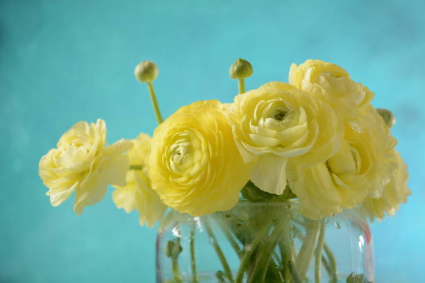 istock Ranunculus asiaticus or Persian buttercup 1306464214