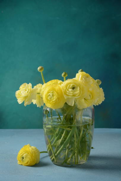 istock Ranunculus asiaticus or Persian buttercup 1306464217