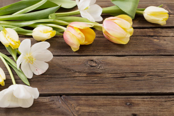 istock beautiful tulips on old dark wooden background 1306464240