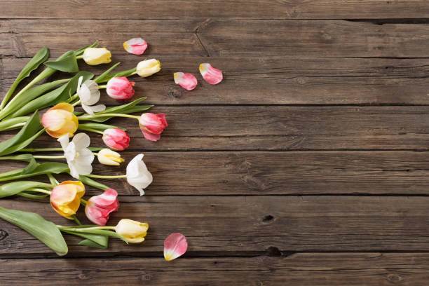 istock beautiful tulips on old dark wooden background 1306464241