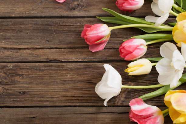 istock beautiful tulips on old dark wooden background 1306464262